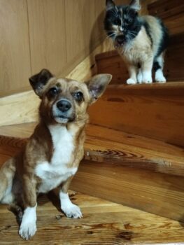 FELIX - ca. 2-3 Jahre, ca. 20/25 cm