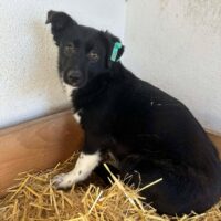 LUNETTA: Hündin, ca.2 Jahre (geb. 2024), ca. 30cm