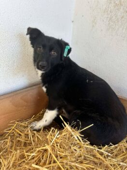 LUNETTA: Hündin, ca.2 Jahre (geb. 2024), ca. 30cm