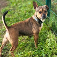 Bule: Weibchen • geb.ca. 2020-2022 • 35cm