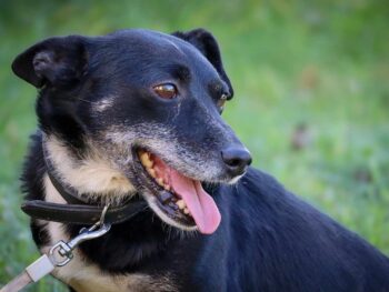 Miniaturansicht für das Anzeigenbild