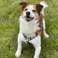 Jerry: Rüde • geb.ca. 2016-2018 • 45cm