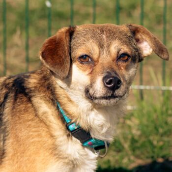 Ruge: Weibchen • geb.ca. 2018-2020 • 35cm