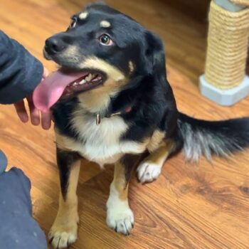 Miniaturansicht für das Anzeigenbild