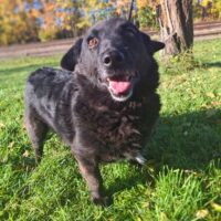 Mortas: Rüde • geb.ca. 2015-2017 • 41cm • 15.4kg