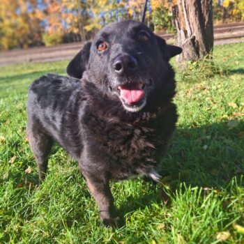 Miniaturansicht für das Anzeigenbild