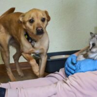 Aras: Rüde • geb.ca. 2020-2022 • 45cm • 10kg (kennt Katzen)