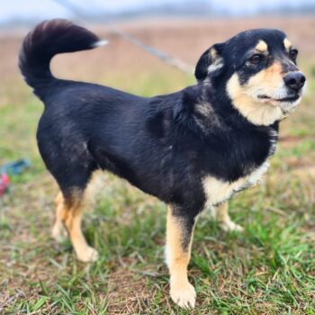 Sara: Weibchen • geb.ca. 2017-2019 • 40cm