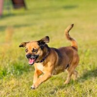 Railis: Rüde • geb.ca. 2017-2019 • 35cm