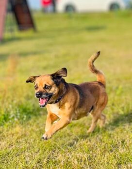 Railis: Rüde • geb.ca. 2017-2019 • 35cm