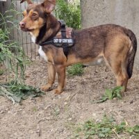 Braunis: Rüde • geb.ca. 2020-2022 • 35cm • 8kg