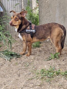 Braunis: Rüde • geb.ca. 2020-2022 • 35cm • 8kg