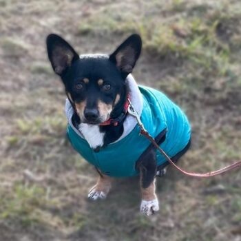 Rokutis: Rüde • geb.ca. 2018-2020 • 35cm