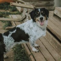 Semas: Rüde • geb.ca. 2017-2019 • 30cm