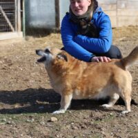 Dzukija: Weibchen • geb.ca. 2015-2017 • 37cm • 18kg