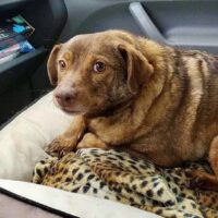 Franis: Rüde • geb.ca. 2016-2018 • 45cm