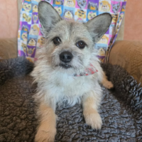 Waise MAYA: liebe und drollige Terrierkomposition (3 Jahre; 5,5 kg)