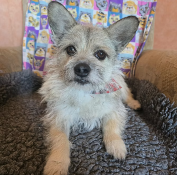 Waise MAYA: liebe und drollige Terrierkomposition (3 Jahre; 5,5 kg)