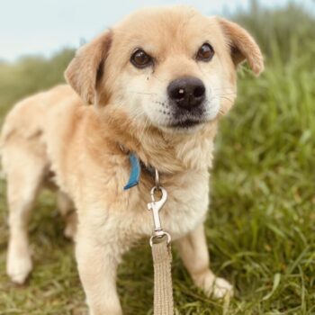 Simpsonas: Rüde • geb.ca. 2010-2012 • 35cm