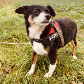 Miniaturansicht für das Anzeigenbild