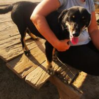 RA: Rüde, geboren 2016, Gewicht 13kg, Größe 40cm