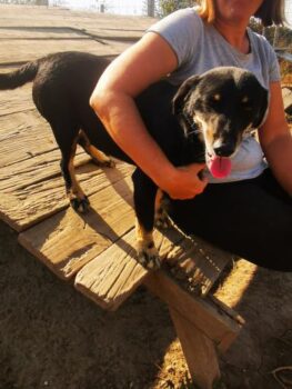 RA: Rüde, geboren 2016, Gewicht 13kg, Größe 40cm