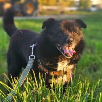 Plutas: Rüde • geb.ca. 2014-2016 • 40cm • 13kg • Handicap