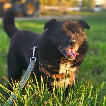 Plutas: Rüde • geb.ca. 2014-2016 • 40cm • 13kg • Handicap