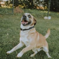 Marlis: Rüde • geb.ca. 2016-2018 • 35cm