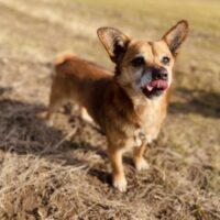 Dzeris: Rüde • geb.ca. 2016-2018 • 35cm