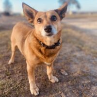 Rudyte: Weibchen • geb.ca. 2016-2018 • 35cm