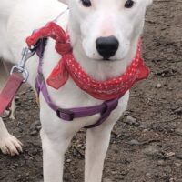 Die liebe Alisa sucht eine tolle Familie