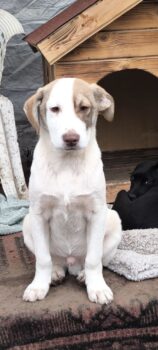 David, Mix-Rüde, er liebt alle und jeden, sehr sozial, offen, verschmust