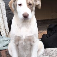 David, Mix-Rüde, er liebt alle und jeden, sehr sozial, offen, verschmust