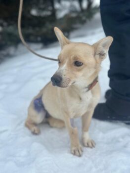 BELA - Rettung für Tötungs-Hündin Bela dringend gesucht!