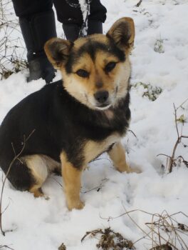 LIZA / 1 Jahr / 30 cm / 5-6kg