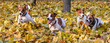 Pack of Jack Russell Terriers running at fall (autumn) park
