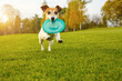 Adorable small dog Jack Russell terrier playing with blue rubber toy disk. Happy pet games