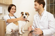 Two vets examining jack russel terrier dog at their vet clinic