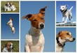 race: jack russel terrier