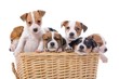 group of cute jack russel terrier