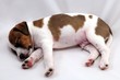Jack Russel Terrier puppy over white background