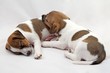 Jack Russel Terrier puppies over white background
