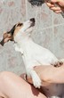 Wash dog - Jack Russell Terrier