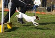 agility dog jack russell