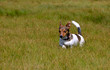 Jack Russell Terrier Running in the Grass Field