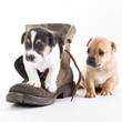 Jack Russles puppies in shoe