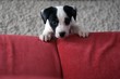 chiot jack russel